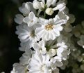 Сирень "Рочестер" / Syringa vulgaris "Rochester" — фото 2