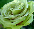 Роза Green tea (Грин ти) — фото 3