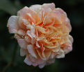 Роза Caramella (Карамелла) — фото 2
