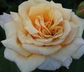 Роза Caramella (Карамелла) — фото 3
