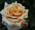 Роза Caramella (Карамелла) — фото 5