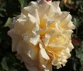 Роза Caramella (Карамелла) — фото 10