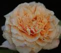 Роза Caramella (Карамелла) — фото 11