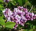 Сирень "Тадеуш Косцюшко" / Syringa vulgaris "Tadeusz Kosciousko" — фото 2