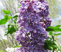 Сирень "Флауэр сити" / Syringa vulgaris "Flower City" — фото 2