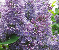 Сирень "Флауэр сити" / Syringa vulgaris "Flower City" — фото 3