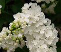 Сирень "Флора 1953" / Syringa vulgaris "Flora 1953" — фото 2