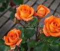 Роза Orange Sensation (Оранж Сенсейшн)  — фото 3