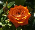 Роза Orange Sensation (Оранж Сенсейшн)  — фото 5