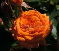 Роза Orange Sensation (Оранж Сенсейшн)  — фото 6