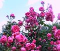 Роза Pomponella (Помпонелла) — фото 6