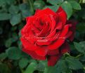 Роза Red Queen (Ред Куин)  — фото 6