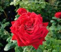 Роза Red Queen (Ред Куин)  — фото 8