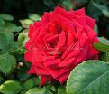 Роза Red Queen (Ред Куин)  — фото 10