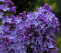 Сирень "Фюрст Бюлов" / Syringa vulgaris "Fürst Bülow" — фото 2