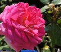 Роза Super Excelsa (Супер Эксельза) — фото 8