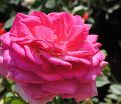 Роза Super Excelsa (Супер Эксельза) — фото 9