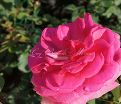 Роза Super Excelsa (Супер Эксельза) — фото 10