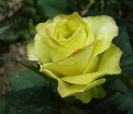 Роза Super green (Супер грин)  — фото 2