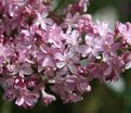 Сирень "Эдвард Дж. Гарденер" / Syringa vulgaris "Edward J. Gardener" — фото 2