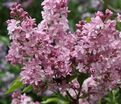 Сирень "Эдвард Дж. Гарденер" / Syringa vulgaris "Edward J. Gardener" — фото 3