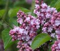 Сирень "Эдди Тишлер" / Syringa vulgaris "Addie Tischler" — фото 3