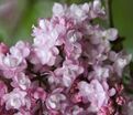 Сирень "Эдди Тишлер" / Syringa vulgaris "Addie Tischler" — фото 4