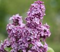 Сирень "Эдмон Буассе" / Syringa vulgaris "Edmond Boissier" — фото 2