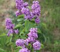 Сирень "Эдмон Буассе" / Syringa vulgaris "Edmond Boissier" — фото 3