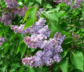 Сирень "Эмиль Лемуан" / Syringa vulgaris "Emile Lemoine" — фото 2