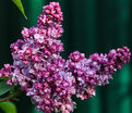 Сирень "Эмиль Лемуан" / Syringa vulgaris "Emile Lemoine" — фото 3