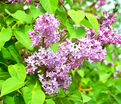 Сирень "Калифорния Роуз" / Syringa hyacinthiflora "California Rose" — фото 2