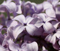 Сирень "Мирабо" / Syringa hyacinthiflora "Mirabeau" — фото 2