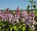 Сирень "Невеста" / Syringa hyacinthiflora "Nevesta" — фото 2