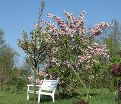 Сирень "Невеста" / Syringa hyacinthiflora "Nevesta" — фото 3