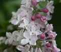 Сирень "Невеста" / Syringa hyacinthiflora "Nevesta" — фото 4