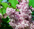 Сирень "Рованкрофт" / Syringa hyacinthiflora "Rowancroft Pink" — фото 2