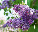Сирень "Роял Перпл" / Syringa hyacinthiflora "Royal Purple" — фото 2
