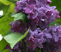 Сирень "Шереметьев" / Syringa hyacinthiflora "Sheremetev" — фото 2