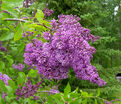 Сирень "Аниола" / Syringa henryi "Ainola" — фото 2