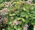 Гортензия гибридная Теннеси Клон / Hydrangea quercifolia Tennessee Clone — фото 2