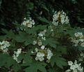 Гортензия гибридная Теннеси Клон / Hydrangea quercifolia Tennessee Clone — фото 3