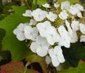 Гортензия гибридная Теннеси Клон / Hydrangea quercifolia Tennessee Clone — фото 4