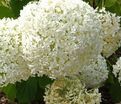 Гортензия древовидная Баунти / Hydrangea arborescens arb. Bounty — фото 2