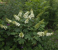 Гортензия дуболистная Апплауз / Hydrangea quercifolia Applause — фото 3