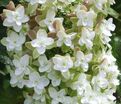 Гортензия дуболистная Блек порч / Hydrangea quercifolia Black Porch — фото 2