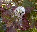 Гортензия дуболистная Бургунди / Hydrangea quercifolia Burgundy — фото 2