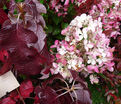 Гортензия дуболистная Бургунди / Hydrangea quercifolia Burgundy — фото 3