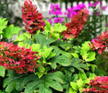 Гортензия дуболистная Бургунди / Hydrangea quercifolia Burgundy — фото 4