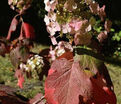 Гортензия дуболистная Бургунди / Hydrangea quercifolia Burgundy — фото 5